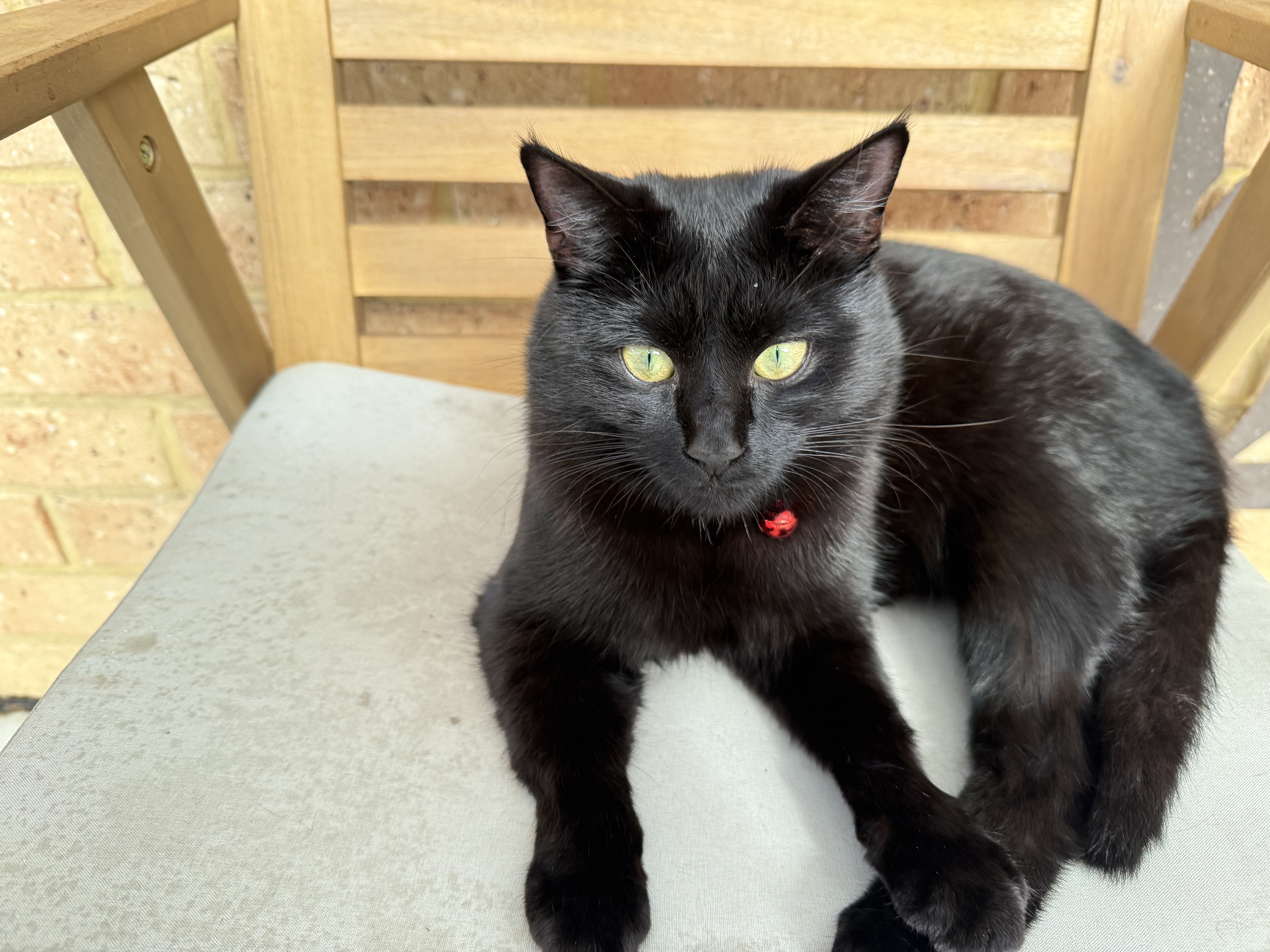 A gorgeous cat supervising the website build